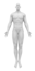Male Body Front